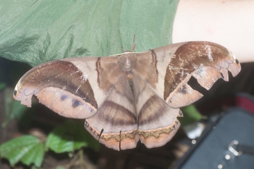 Rhescyntis hippodamia at Maquipucuna